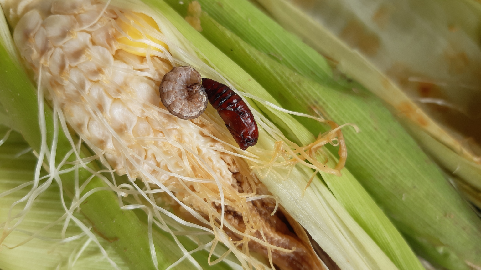 How to Control Corn Earworms in the Garden Lilyz Design